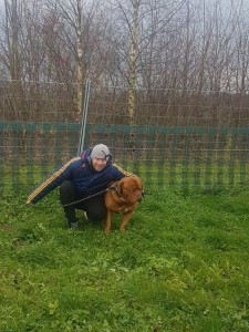 transport-animale-bullmastiff