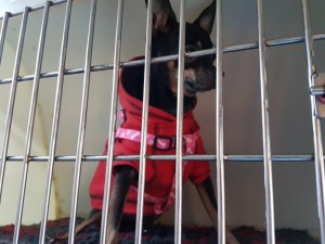 transport-animale-chihuuahua