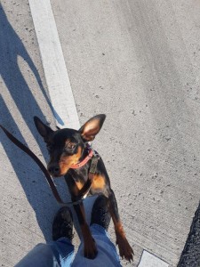 transport-animale-chihuuahua (2)