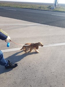 transport-animale-cocker