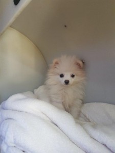 transport-animale-pomeranian