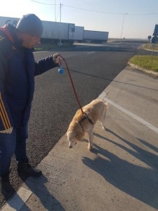 transport-animale-retriever