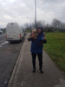 transport-animale-yorkshire terrier