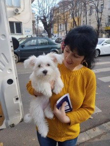 transport-caini-bichon