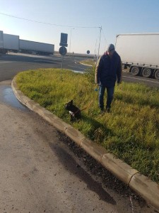 transport-caini-bulldog francez