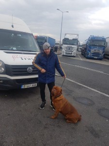 transport-caini-bullmastiff