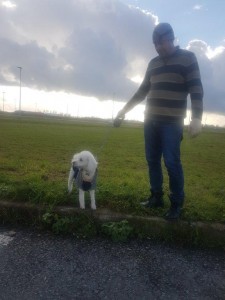 transport-caini-caniche