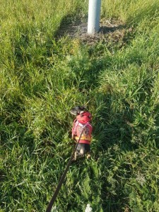 transport-caini-chihuuahua