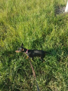 transport-caini-chihuuahua (2)