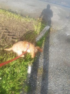 transport-caini-cocker