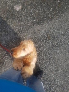 transport-caini-cocker (2)