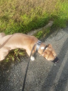 transport-caini-pitbull