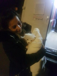 transport-caini-pomeranian