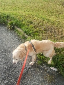 transport-caini-retriever