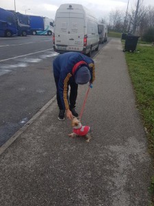 transport-caini-yorkshire terrier