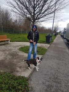 transport-catei-amstaff