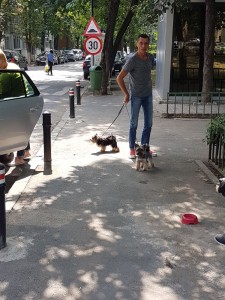 transport-animale-belgia  