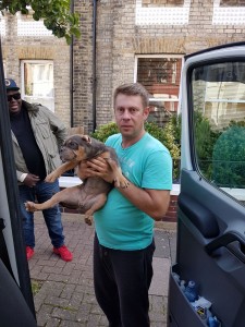 transport-animale-bulldog englez  