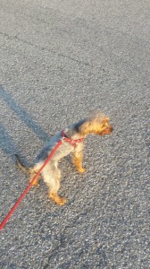 transport-animale-yorkshire terrier  