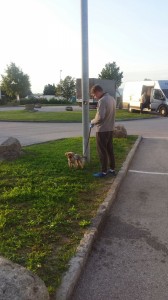 transport-animale-yorkshire terrier   