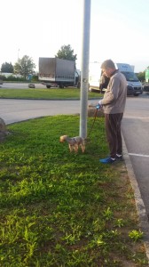 transport-animale-yorkshire terrier    