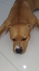 transport-caini-bulldog   