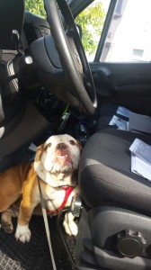 transport-caini-bulldog englez   