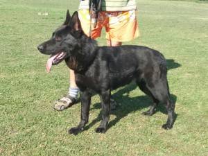 transport-caini-german shepherd 