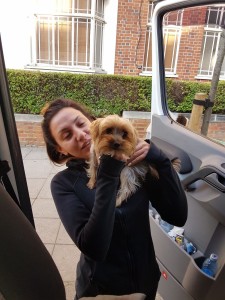 transport-caini-yorkshire terrier  