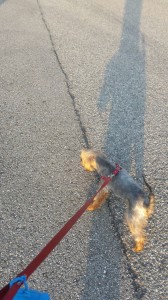 transport-caini-yorkshire terrier   