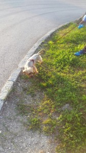 transport-caini-yorkshire terrier    