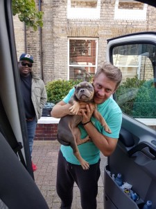transport-catei-bulldog englez  