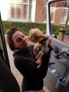 transport-catei-yorkshire terrier  