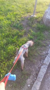 transport-catei-yorkshire terrier   