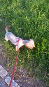 transport-catei-yorkshire terrier    