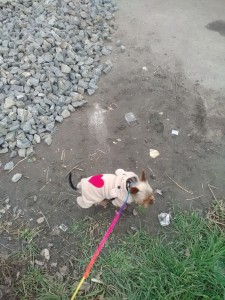 IMG_20160225_142802(2)    