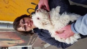 transport-bichon-februarie-2016-anglia           