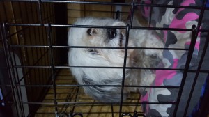 transport-bichon-uk-februarie-2016           