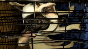 transport-buldog-francez-uk-2016           