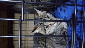 transport-februarie-anglia-2016           