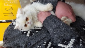 transport-pisica-uk-februarie-2016           