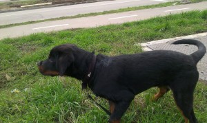 transport-rotwailer-februarie-2016-anglia           