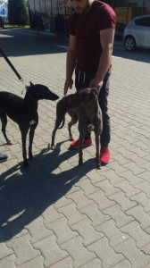 greyhund uk transport