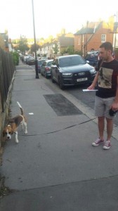 transport beagle