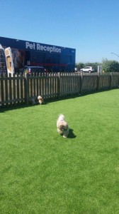 transport bichon havanez