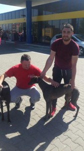 transport caniche