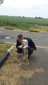 transport caniche2