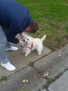 transport bichon uk0