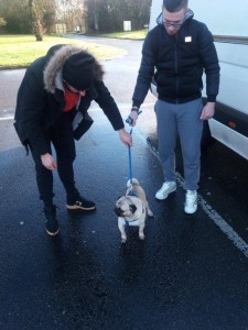 transport-caini-pug