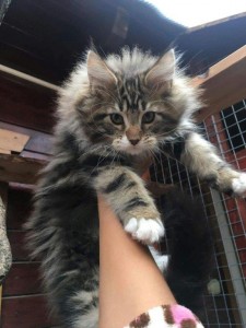 transport-pisici-maine-coon-2 